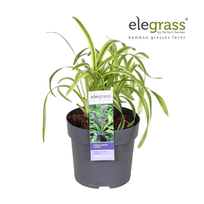 <h4>Liriope muscari 'Variegata' P14</h4>