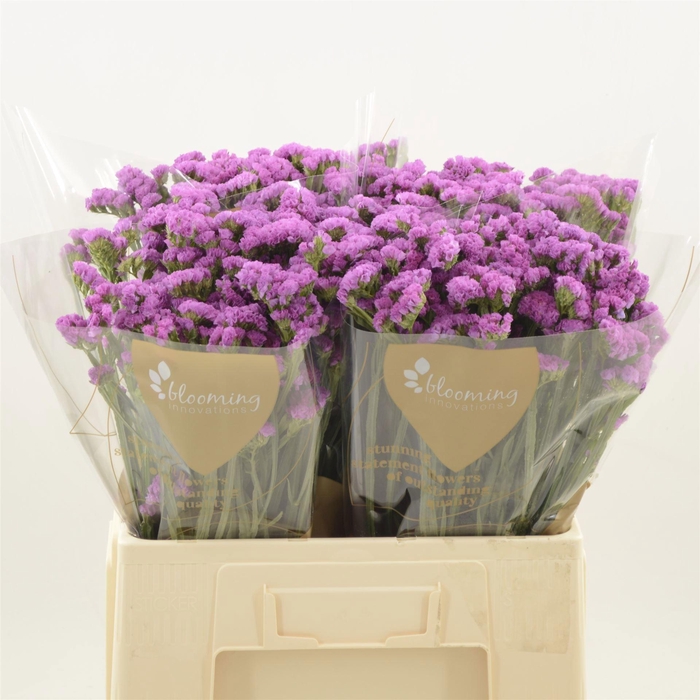 <h4>LIM S HEART WINGS</h4>