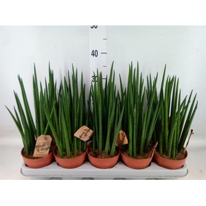 Sansevieria bacularis