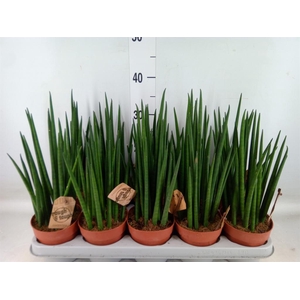 Sansevieria bacularis