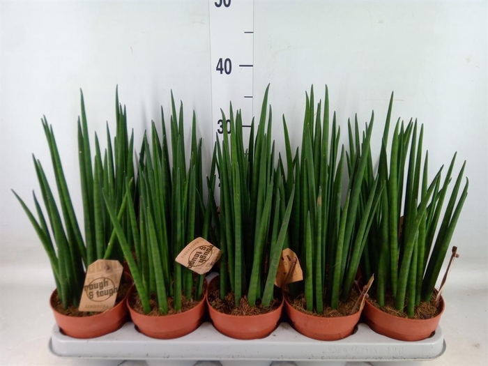 <h4>Sansevieria bacularis</h4>