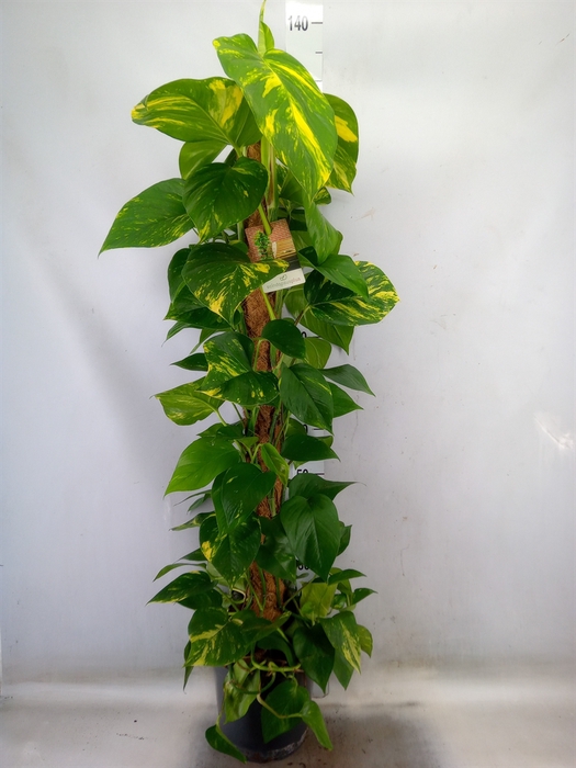 <h4>Epipremnum pinn.   ...moss stick</h4>
