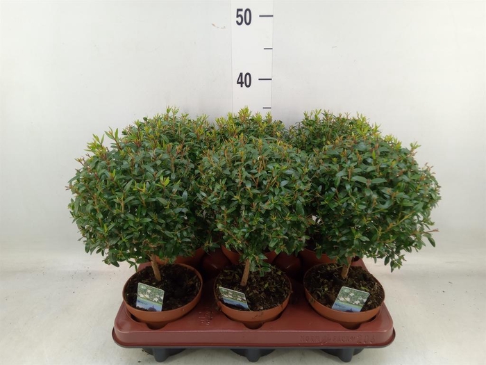 <h4>Myrtus communis</h4>