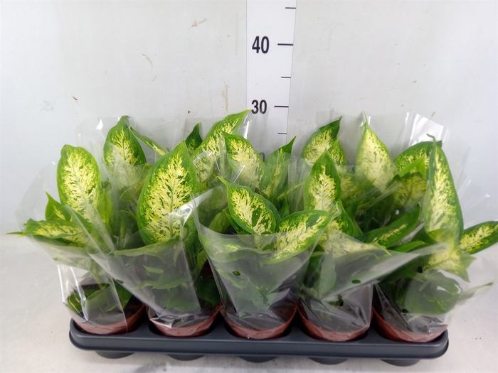 <h4>Dieffenbachia  'Compacta'</h4>