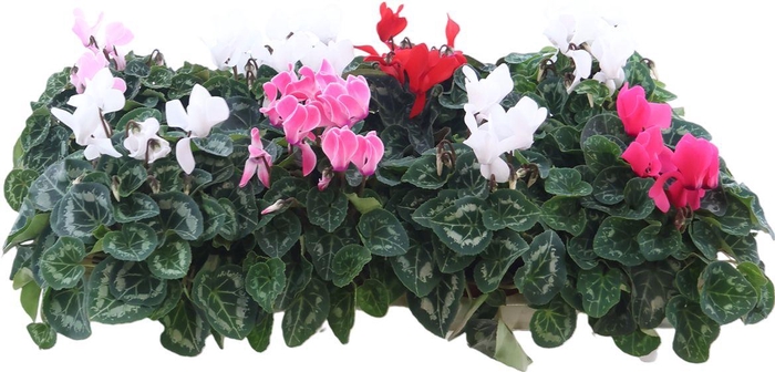 <h4>Cycl Midi Ss Mix X8</h4>