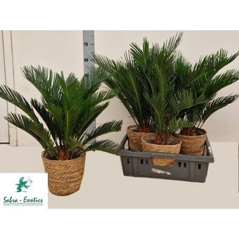 <h4>CYCAS REVOLUTA</h4>