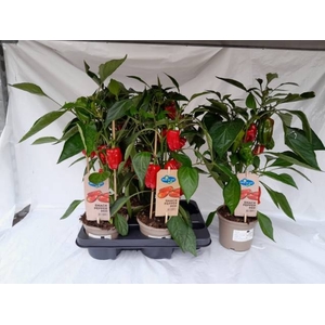 PAPRIKA PLANTEN