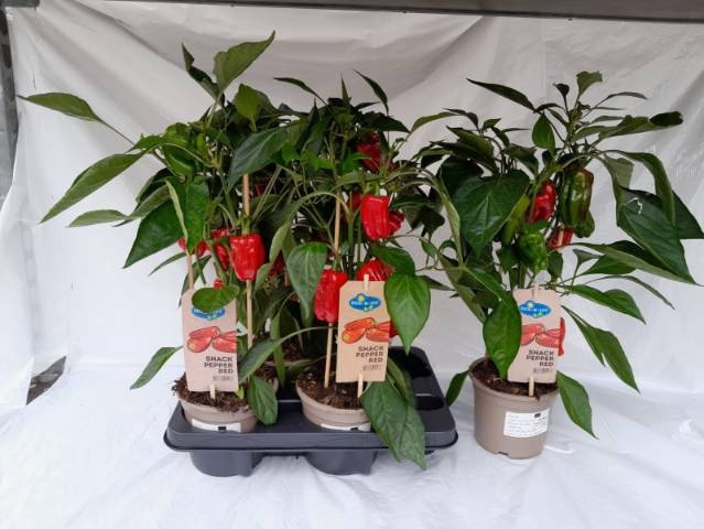 <h4>PAPRIKA PLANTEN</h4>
