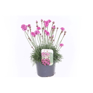 Armeria maritima Dusseldorf Pride