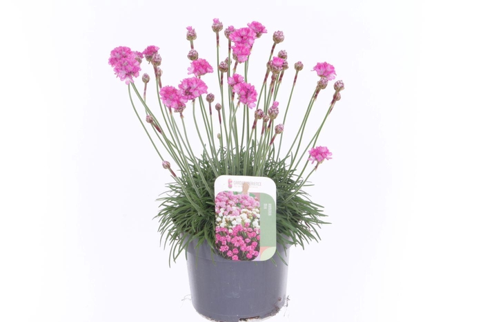 <h4>Armeria maritima Dusseldorf Pride</h4>