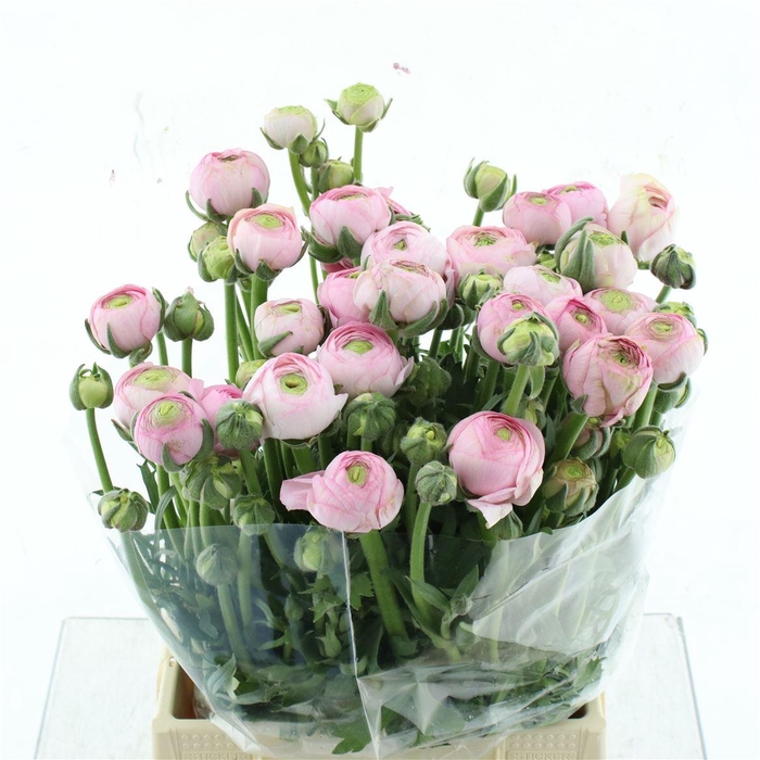 <h4>Ran Aazur Li Pink N L</h4>