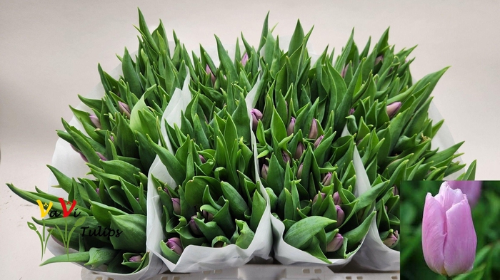 <h4>TU EN CANDY PRINCE</h4>