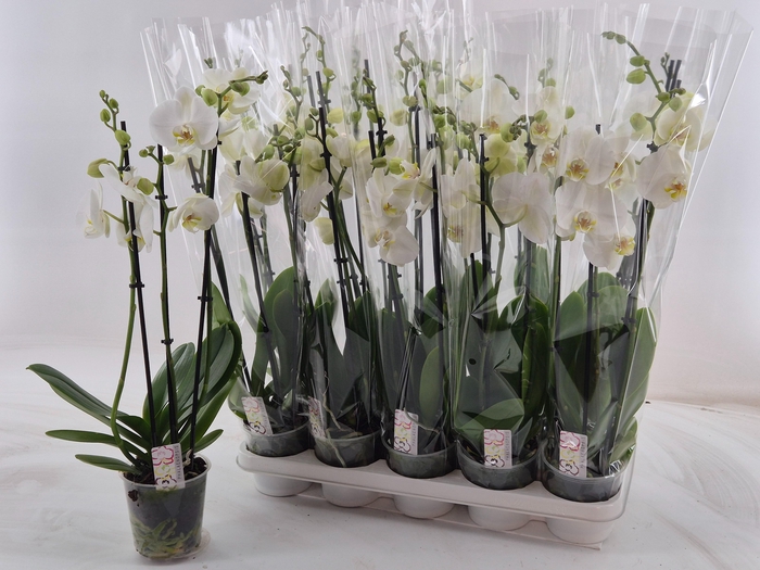 <h4>PHAL OV WIT</h4>