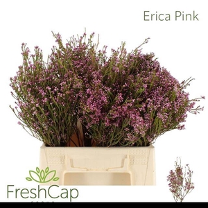ERICA CORIFOLIA