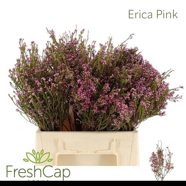<h4>ERICA CORIFOLIA</h4>