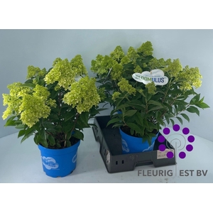 HYDR PA BLOOM NIMBUS