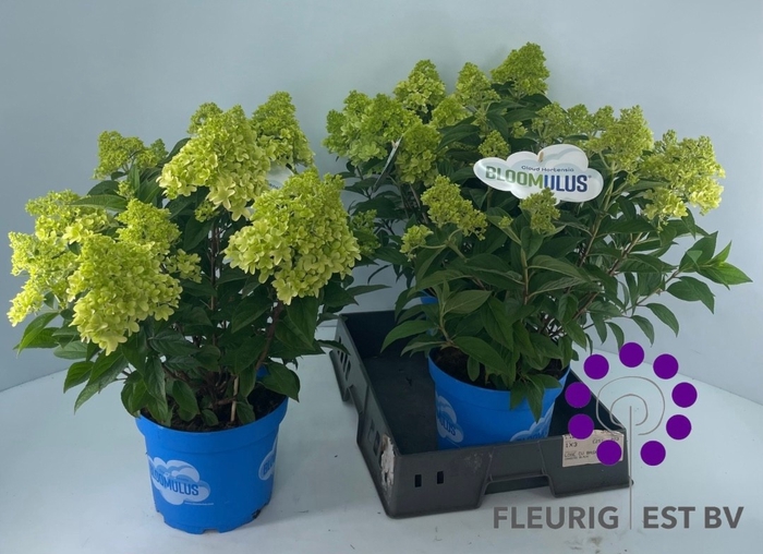 <h4>HYDR PA BLOOM NIMBUS</h4>