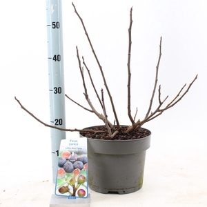 Bomen Ficus carica Little Miss Figg