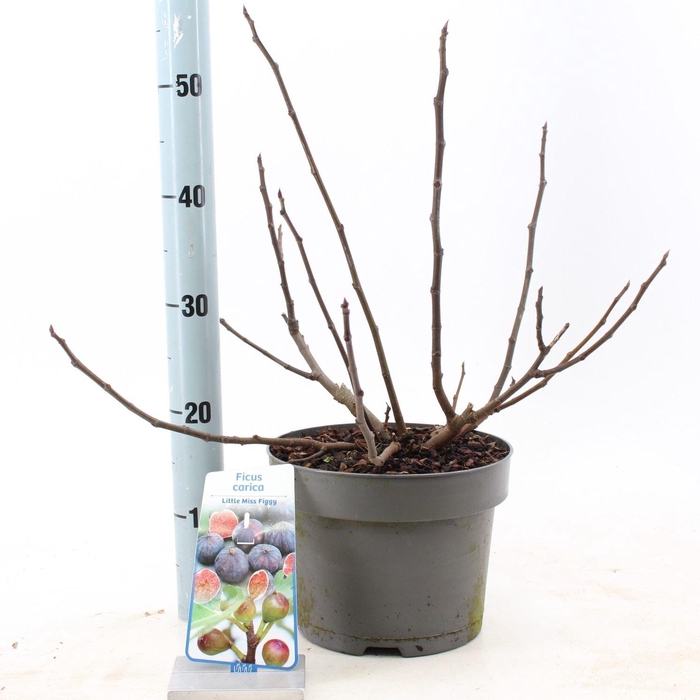 <h4>Bomen Ficus carica Little Miss Figg</h4>
