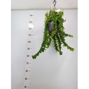 Aeschynanthus  'Twister XL'