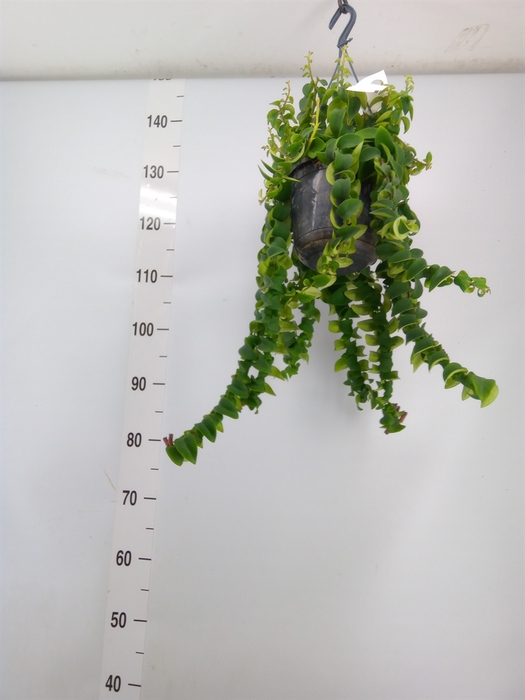 <h4>Aeschynanthus  'Twister XL'</h4>