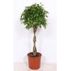 Ficus Exotica