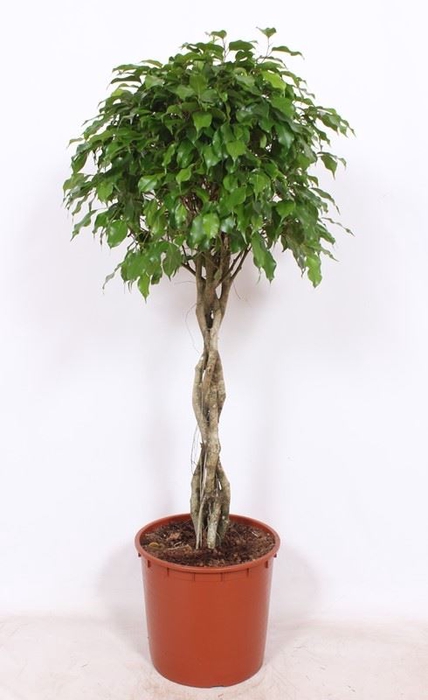 Ficus Exotica