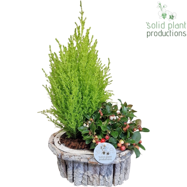 <h4>BOS001 Bark O Small Grey</h4>