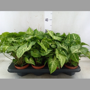 Syngonium  'Arrow'