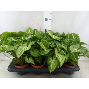 Syngonium  'Arrow'