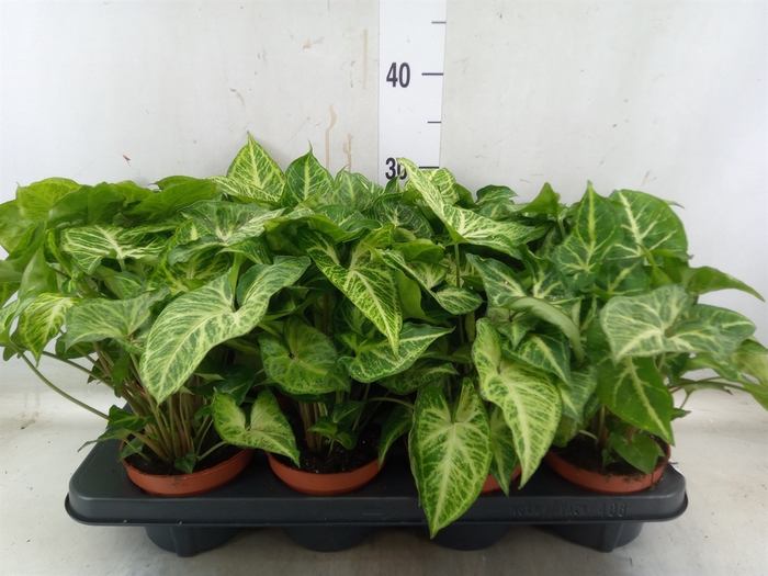 <h4>Syngonium  'Arrow'</h4>