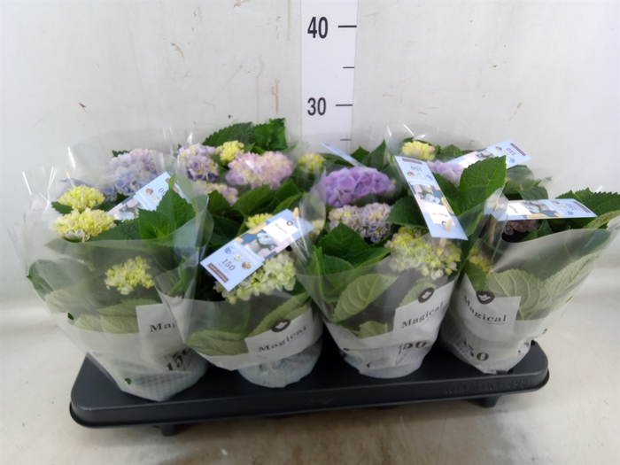 <h4>Hydrangea mac. 'Magical Revolution'</h4>