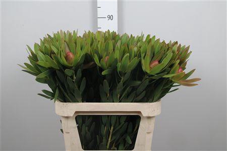 <h4>Leucad Ayoba Sky Ex Nut</h4>