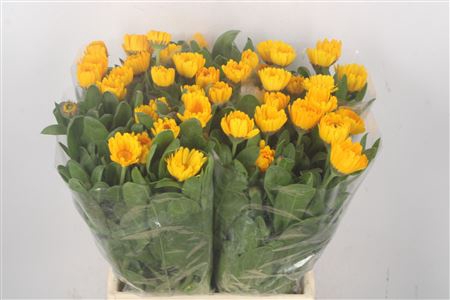 <h4>Calendula Yellow</h4>