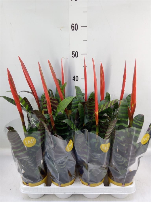 <h4>Vriesea  'Era'</h4>