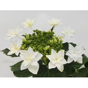 Hydrangea Vuurwerk Wit