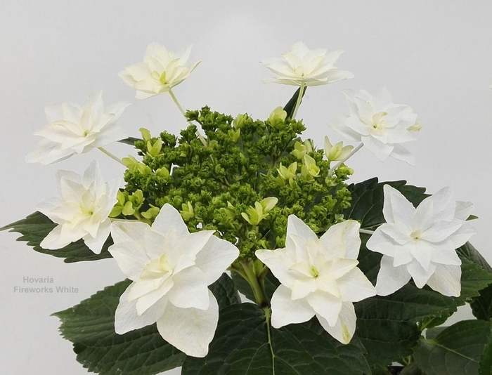 <h4>Hydrangea Vuurwerk Wit</h4>