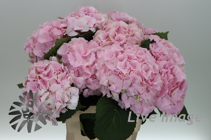 <h4>Hydrangea verena</h4>