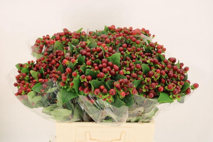 <h4>HYP MAG SEASONS</h4>