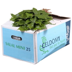 Salal Mini Naamdoos