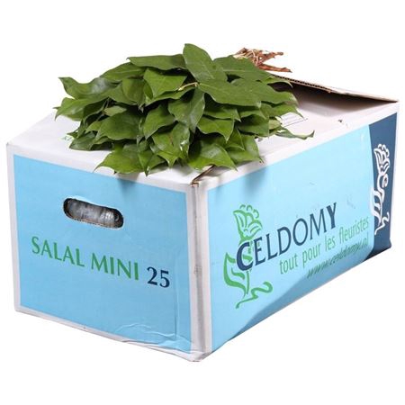 <h4>Salal Mini Naamdoos</h4>