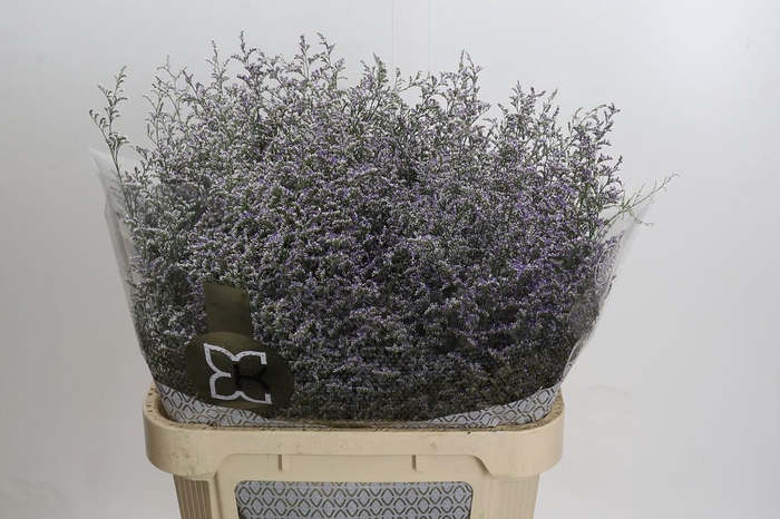 <h4>Statice Misty Blue</h4>