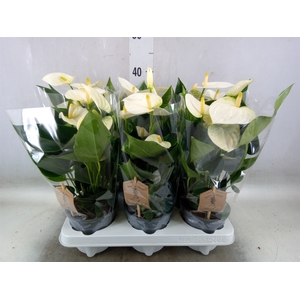 Anthurium andr. 'Cocos'