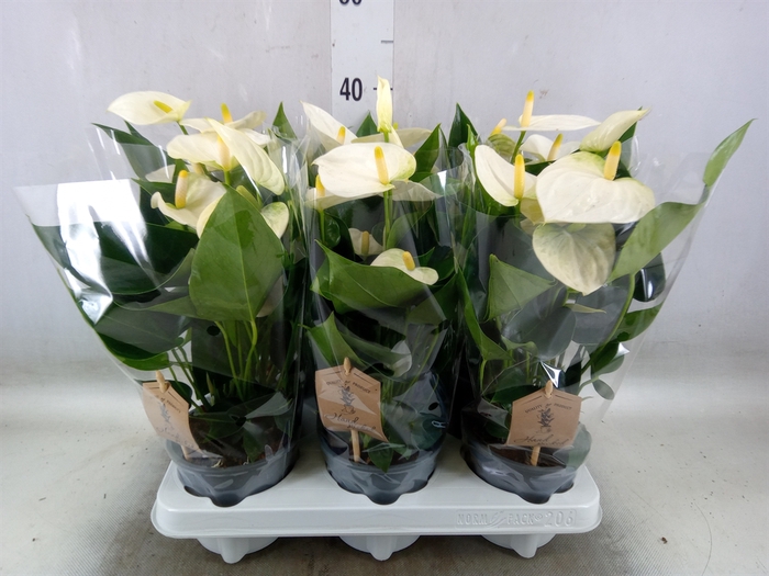 <h4>Anthurium andr. 'Cocos'</h4>