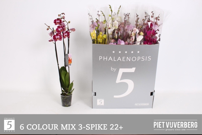 <h4>PHAL GEM 6 KL</h4>