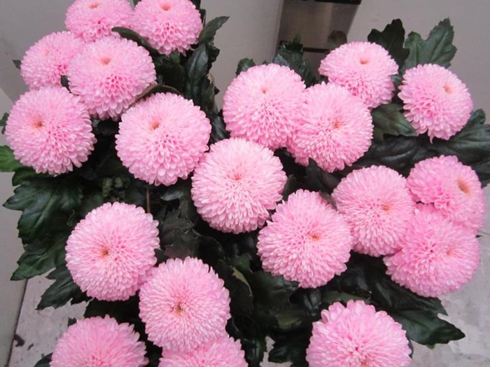 <h4>Chr G Superbowl Sweet Rose</h4>