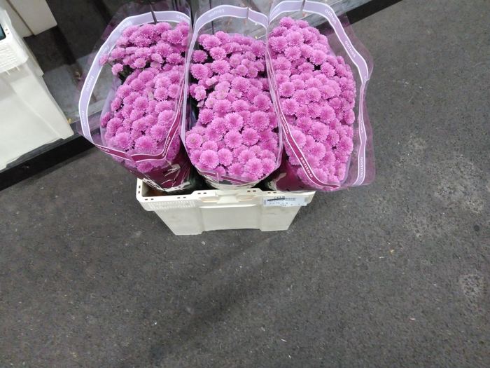 Chr S Miller Lavende