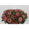 Banksia Coccinea