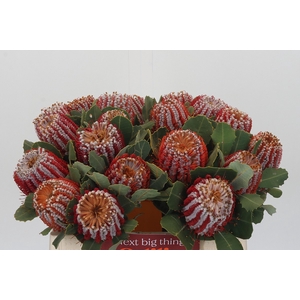 Banksia Coccinea