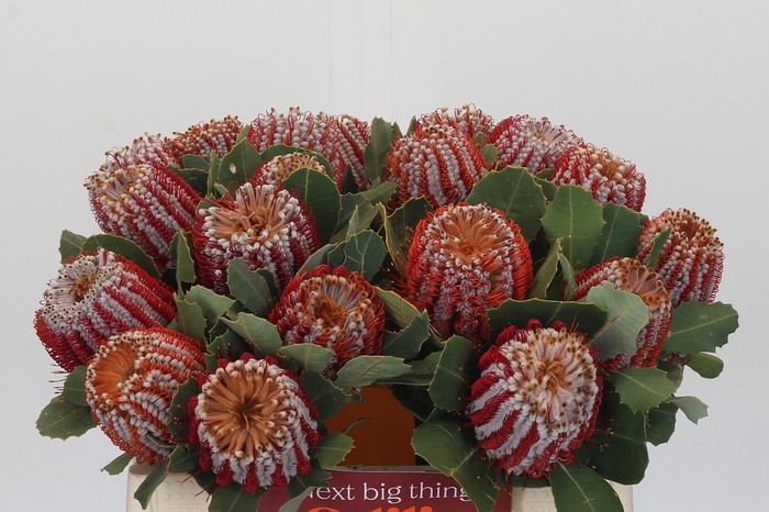 Banksia Coccinea
